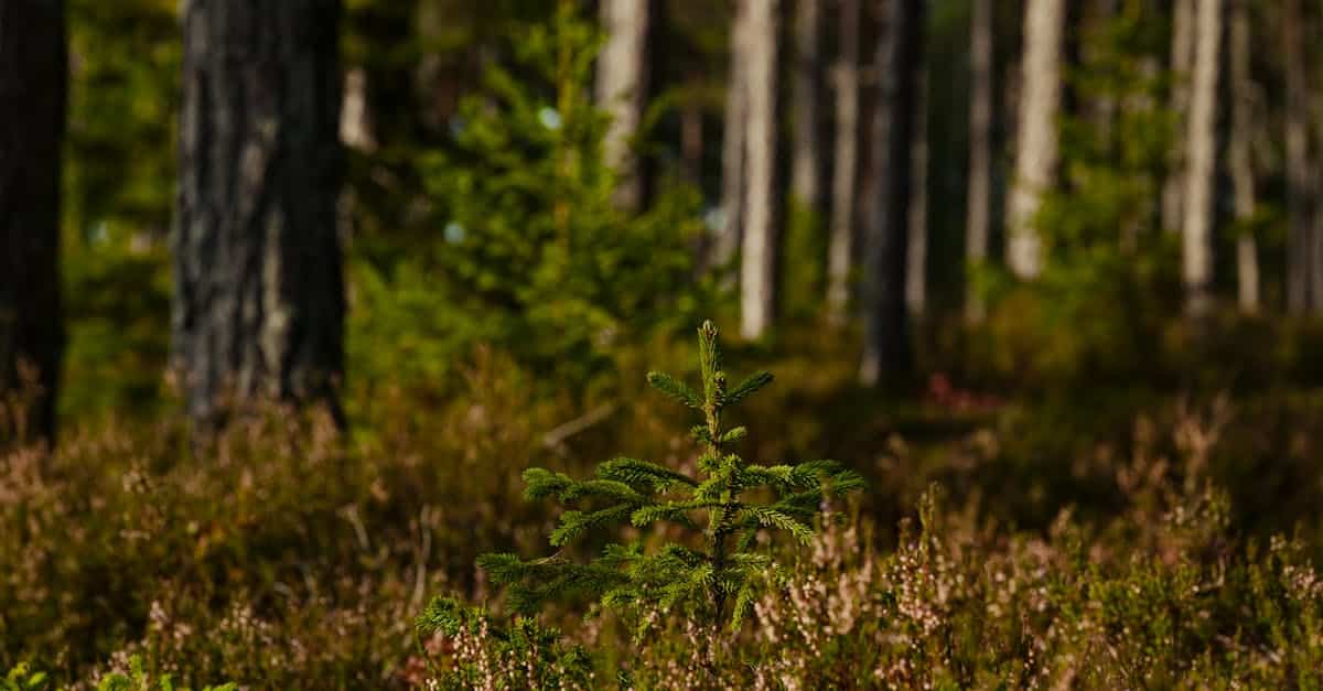 découvrez les principes de la croissance durable et comment elle peut transformer notre avenir tout en préservant les ressources de notre planète. apprenez à intégrer des pratiques écologiques et responsables pour un développement harmonieux et bénéfique pour tous.